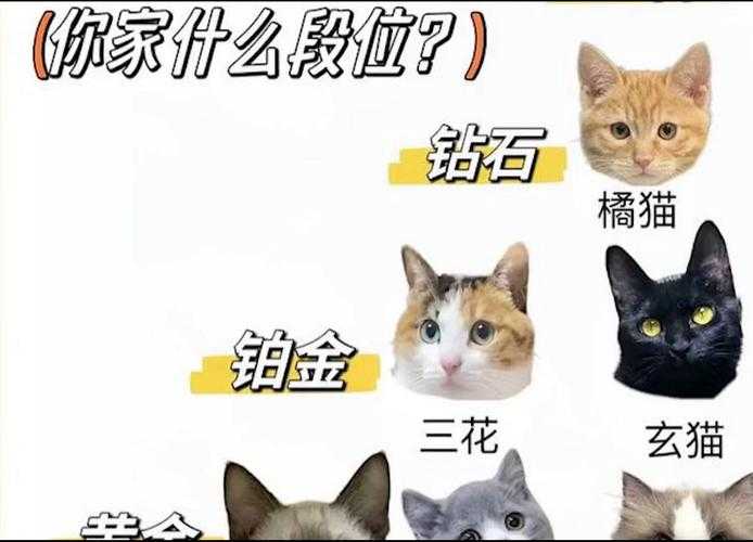 2025年新手必入猫网游清单 附权威数据对比