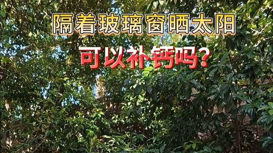 隔着玻璃晒太阳能补钙吗?