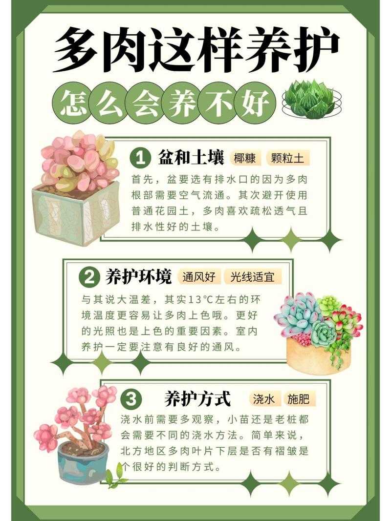 皇家共享小公主多肉养护技巧：注意这些要点