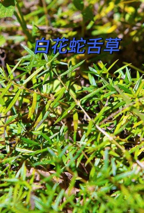蛇舌症状、治疗及预防攻略，全面了解蛇舌危害与应对措施