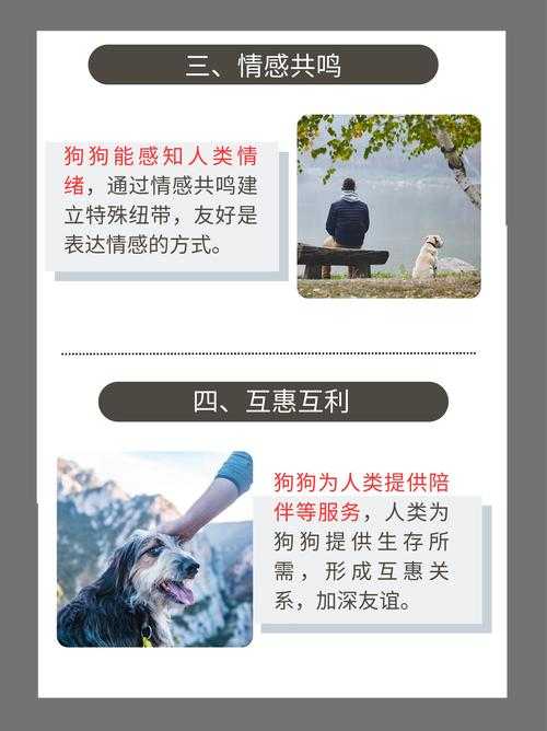 狗：人类情感纽带的最佳伙伴