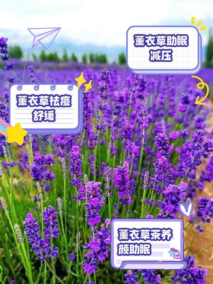 薰衣草实验室:揭秘薰衣草奥秘,探索香氛科学