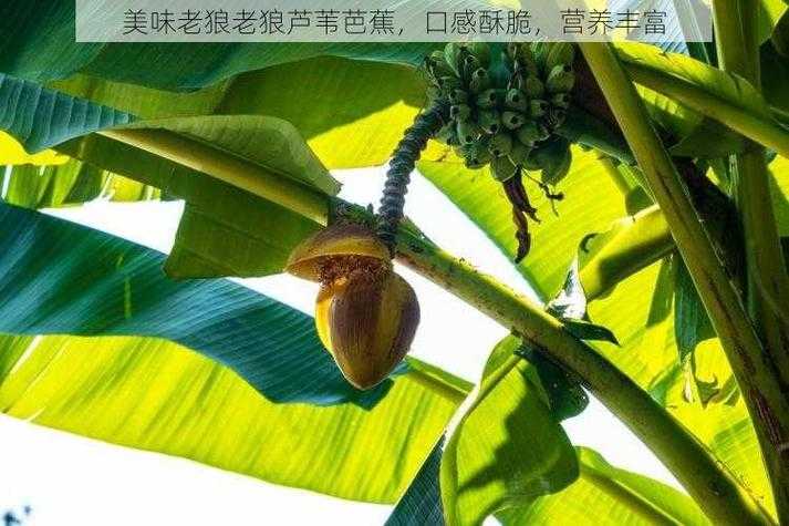 老狼老狼芦苇芭蕉：揭秘歌谣中的文化传承与象征意义