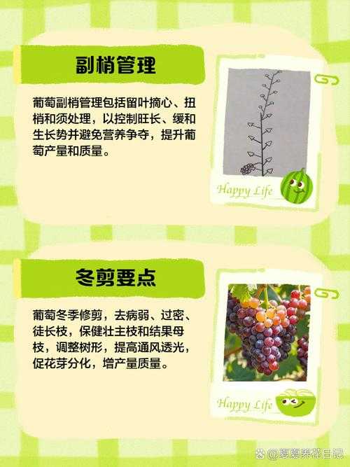 葡萄夹取技巧：不烂不掉出，轻松掌握
