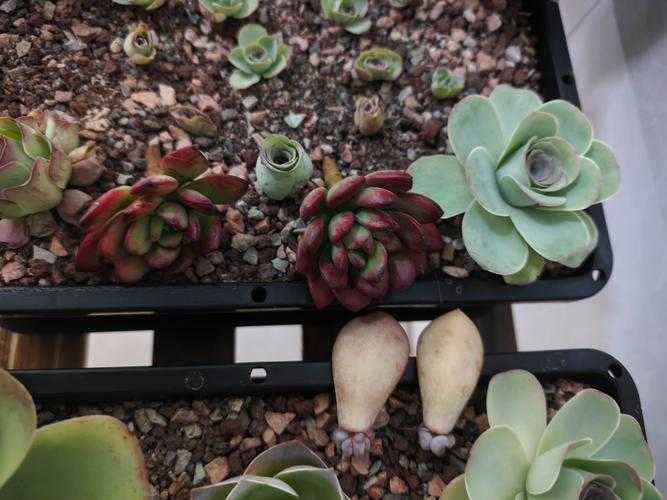 重生多肉植物：肉质饱满，易养活经典品种推荐
