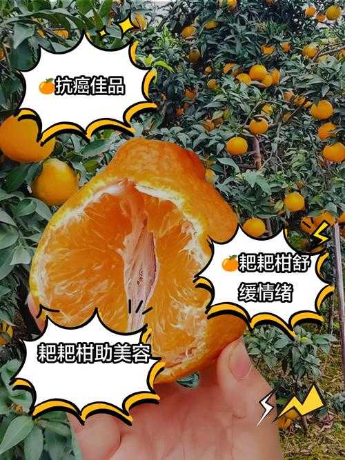 柑橘直播:新平台实现个人价值与社交互动攻略