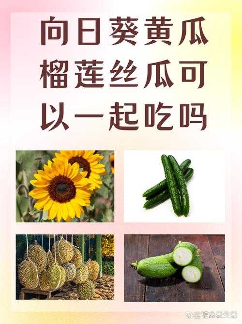 丝瓜草莓向日葵:田园蔬果美味与绚烂花色推荐