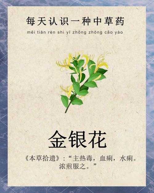 深度解析金银花独特魅力:金银花精油功效与使用方法