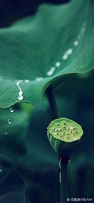 老人船上弄雨荷第13集:暴风雨情感冲突与秘密揭晓