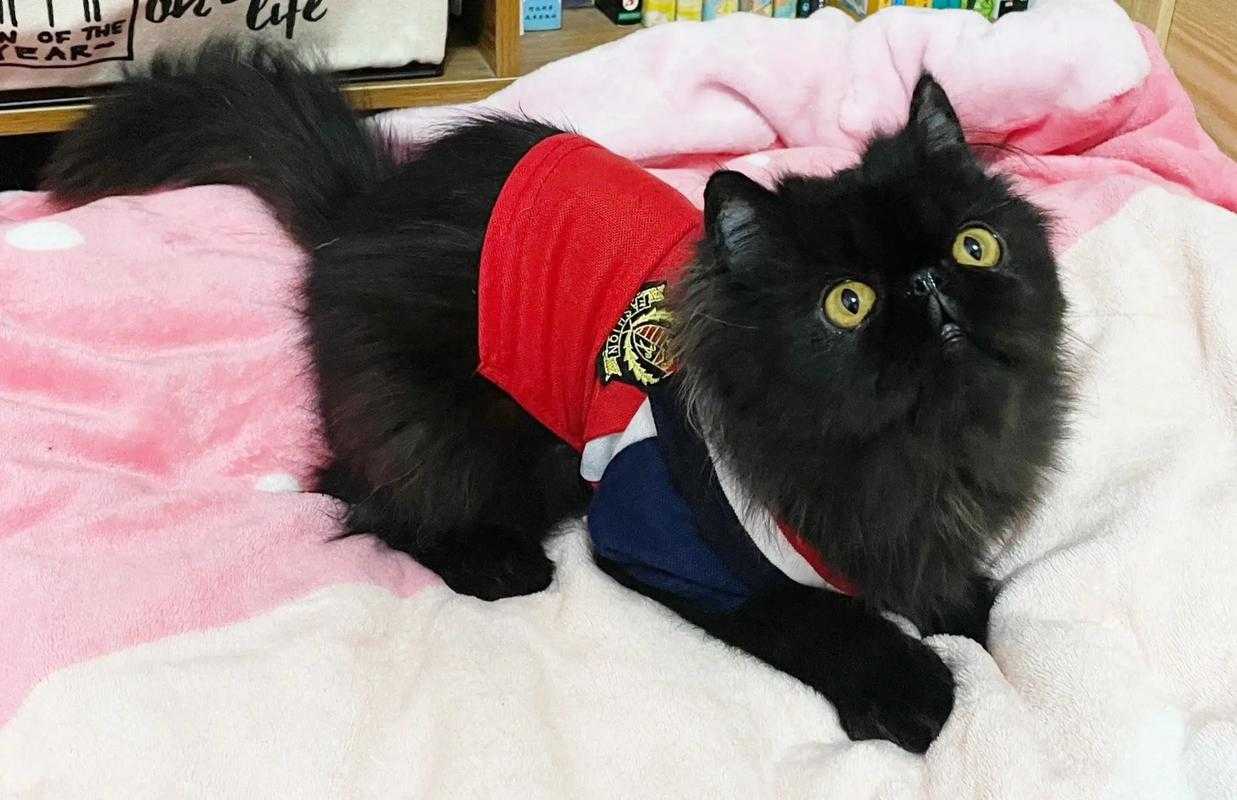 2025年最全小黑猫图鉴 萌即正义的黑色小精灵