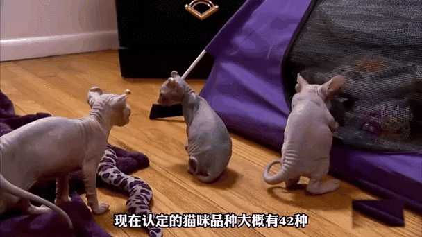 2025年最受欢迎的猫咪动态壁纸全攻略