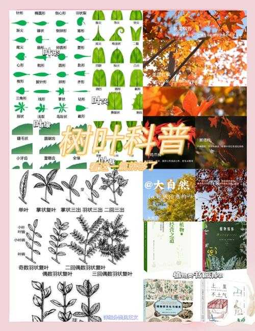 2025年最新树叶图库使用指南 设计师私藏的找图秘籍
