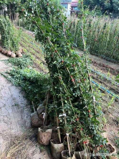 2025年最新气候适配蔷薇品种指南