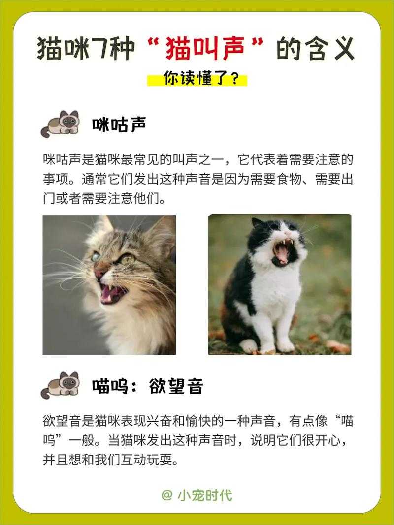 2025年最新猫叫声视频合集资源指南