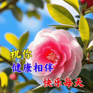2025年最新花祝福语动态图制作指南