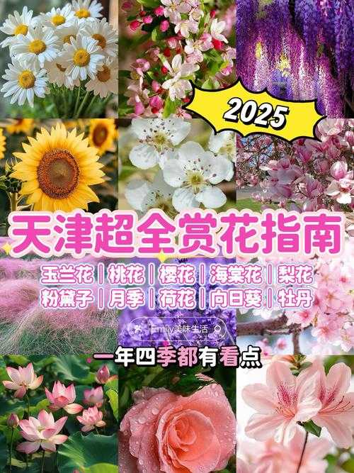 2025年最新解读 唯品花到底能不能提现