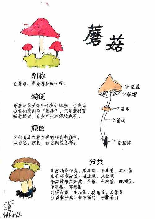 2025年校园性别表达观察报告 我的女装上学实践指南